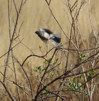 Dark-eyed Junco in flight